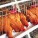 N500m subsidy: poultry farmers predict drop in egg prices