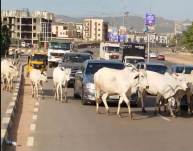 Insecurity: FG bans open grazing, launches National Council on Livestock Development